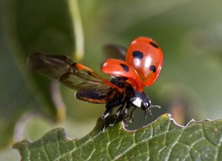 Jak nazywa się Biedronka w Hiszpanii?